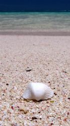 Shell on Beach, Coral Bay by Penny Murphy 